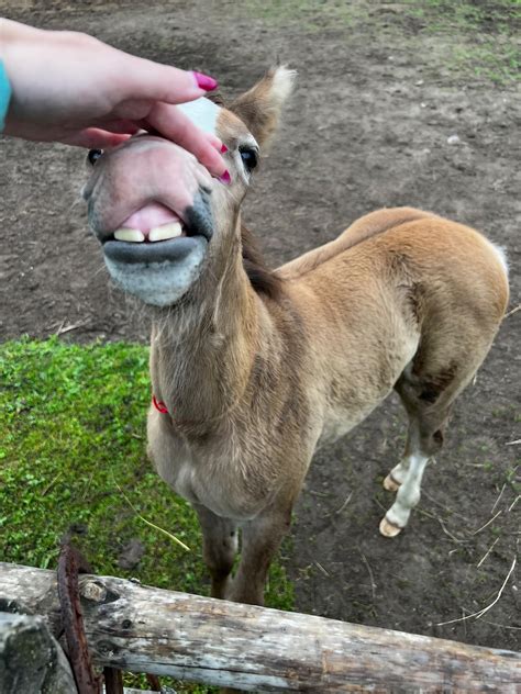 Baby horse teeth :) : r/Horses