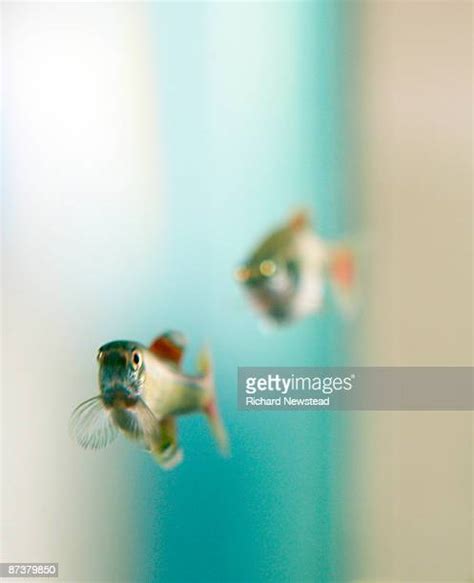 589 Minnow Fish Stock Photos, High-Res Pictures, and Images - Getty Images