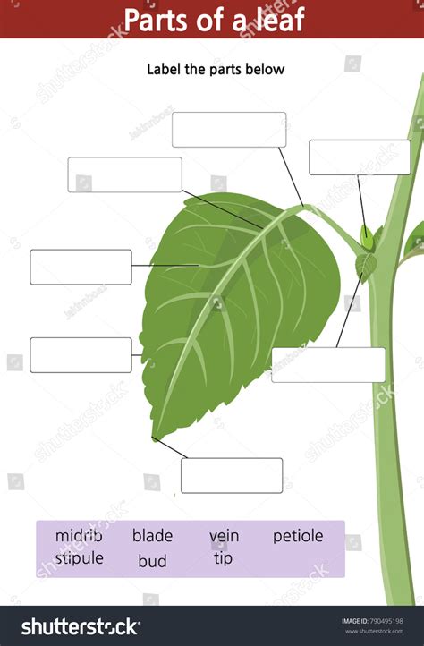 Parts Of A Leaf Diagram Worksheet - Printable Online