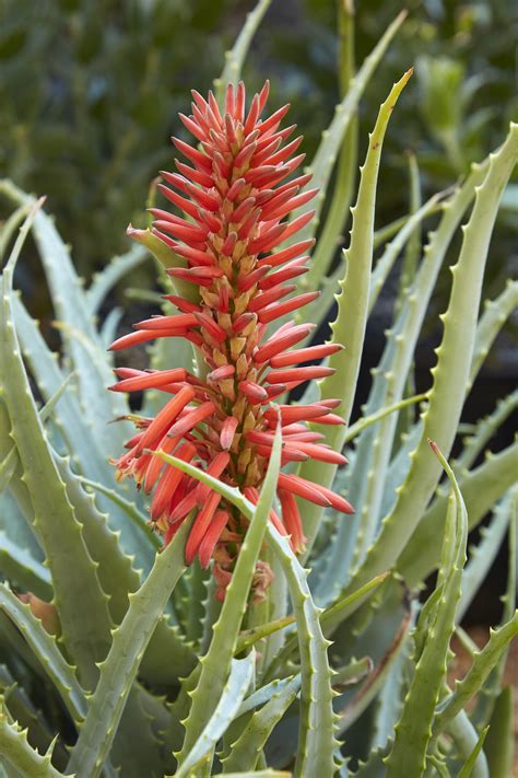 Flora Grubb Gardens Aloe aborescens | Hummingbird plants, Flora grubb, Perfect plants