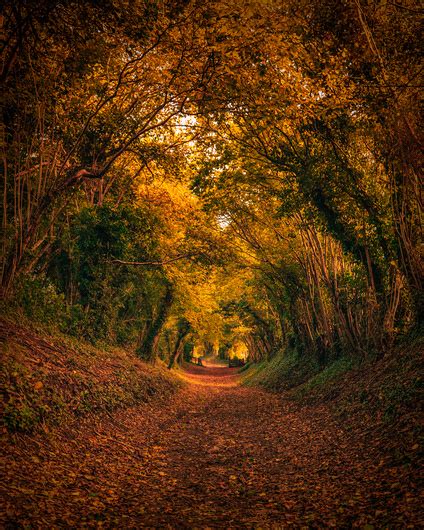 Halnaker Tree Tunnel - Landscape and Nature Photography on Fstoppers