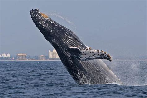 HUMPBACK WHALE BREACHING, animal, whale, humpback, water HD wallpaper ...