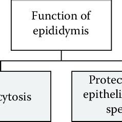 (PDF) Regulation of Growth and Function of Epididymides