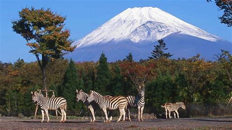 Fuji Safari Park - Fujinomiya Travel