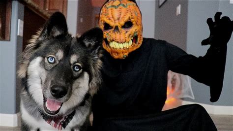 Husky Has A Halloween Nightmare! - YouTube