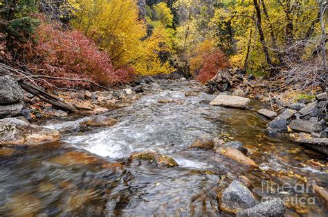 American Fork Canyon Creek In Autumn - Utah Photograph by Gary Whitton