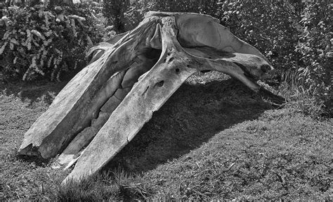 Bowhead Whale Skull Monochrome Photograph by Cathy Mahnke | Fine Art America