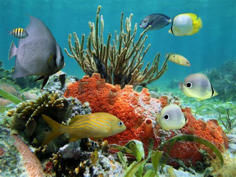 Underwater Life Of A Coral Reef Royalty Free Stock Photography - Image: 26716827