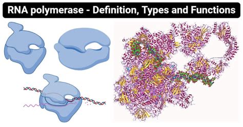 Prokaryotic and Eukaryotic RNA Polymerase