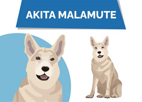 Akita Malamute Mix: Pictures, Care, Temperament & Traits | Hepper