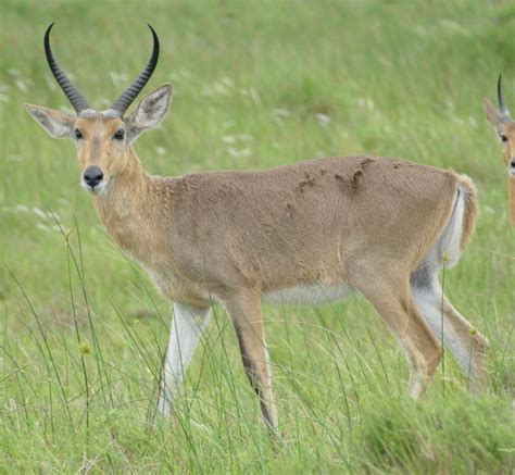 Reedbuck Facts - Hluhluwe Game Reserve