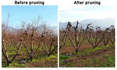 ≫ Pruning peach tree -【How and when to prune】