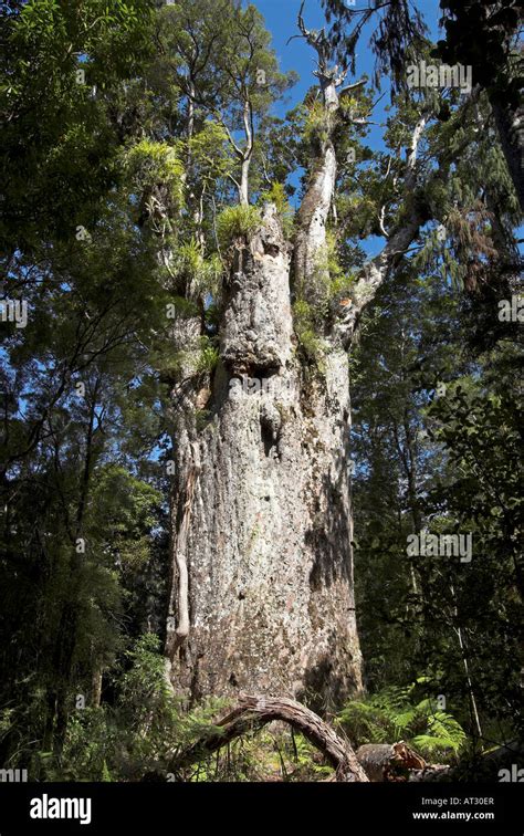 Te Matua Ngahere Kauri tree in Waipoua Kauri Forest, New Zealand Stock Photo - Alamy