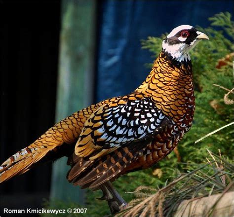 Reeves Pheasant Images | Faisão, Fotografias de aves, Aves