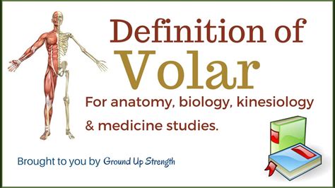 Volar Definition (Anatomy, Kinesiology, Medicine) - YouTube