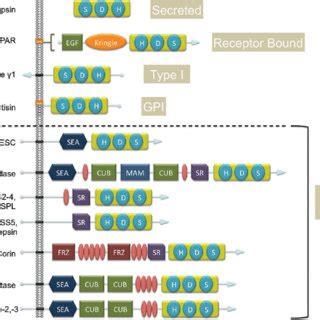 Schematic diagram of serine proteases. Human serine proteases can be... | Download Scientific ...