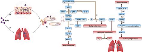 Pathophysiology Of Lung Cancer Diagram