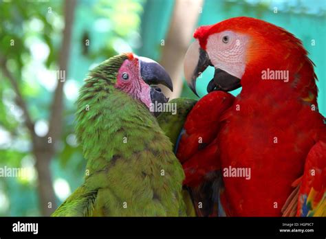 Talking parrot hi-res stock photography and images - Alamy