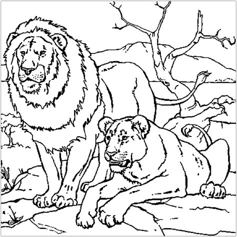 Lion couple - Lion Coloring Pages for Kids