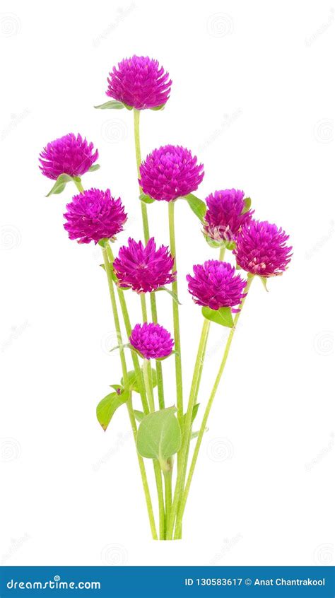 Globe Amaranth Beauty Flower in White Background Stock Image - Image of fresh, amaranth: 130583617