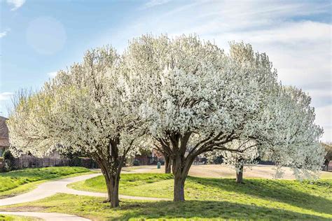 Here's Why You Might Regret Planting a Bradford Pear Tree