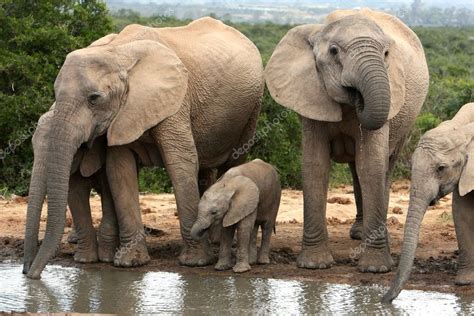 African Elephant Family Group — Stock Photo © fouroaks #2322491