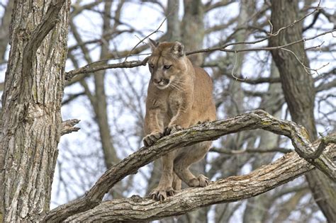 Cougar (Mountain Lion) Habitat - Animal Sake