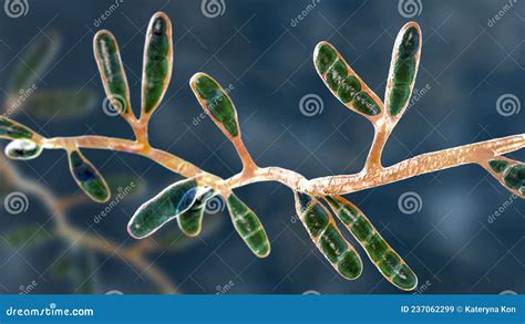 Microscopic Fungi Epidermophyton Floccosum, Scientific Illustration ...