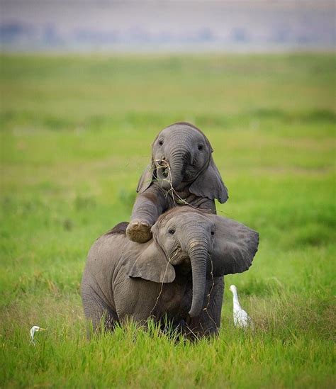 two baby elephants playing in Amboseli National Park Kenya #nature # ...