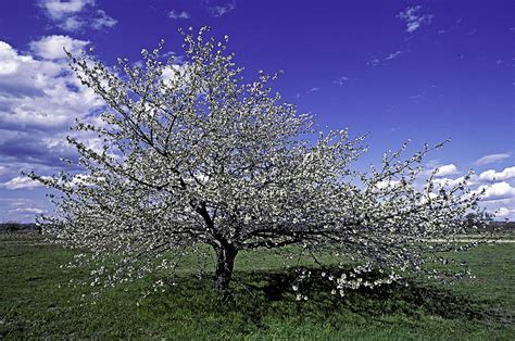 How to Grow Sweet Cherry Trees