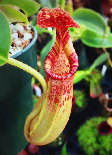 CARNIVOROUS | Weird plants, Rare plants houseplant, Rare plants