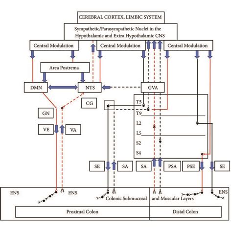 Sympathetic/parasympathetic neurocircuits of proximal and distal colon:... | Download Scientific ...