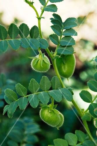 Garbanzo Beans Growing on the Plant – License Images – StockFood – 11100580