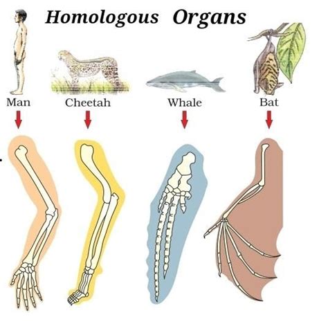 Explain the importance of homologous organs in the process of evolution.