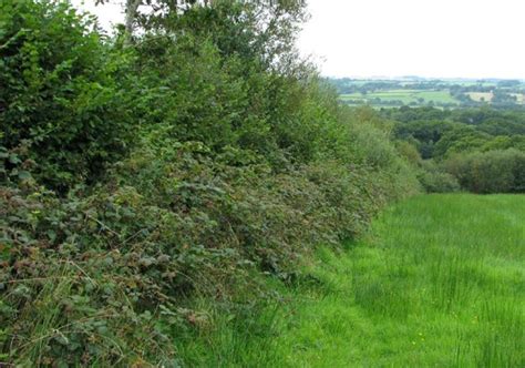 Habitat | Hampshire Dormouse Group