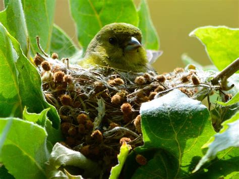 NestWatch | Lesser Goldfinch nest - NestWatch
