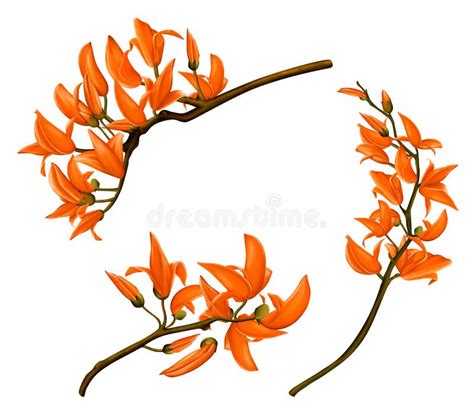 Butea Monosperma or Palash Flower of Southeast Asia. Hand Draw S Stock ...