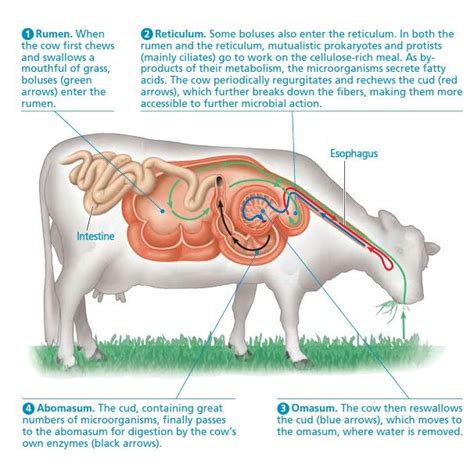 Digestion system parts | Cow digestive system, Large animal vet, Vet medicine