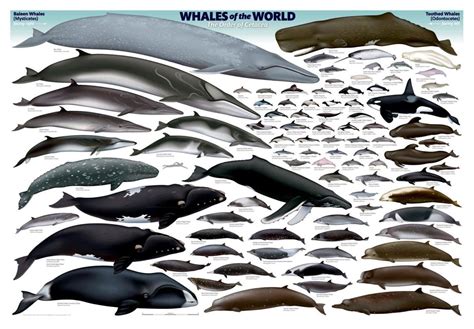 World Whale Day Is February 20, 2022 - HubPages