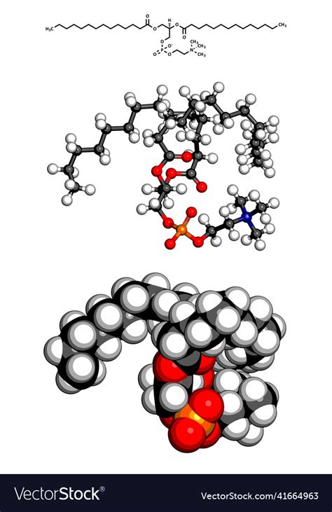 Phosphatidylcholine pc cell membrane building Vector Image