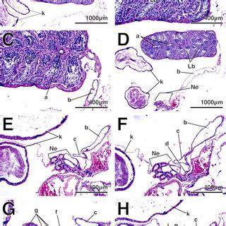 Fine structure of what are traditionally termed the vasa efferentia,... | Download Scientific ...