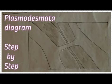 Plasmodesmata diagram#plantcell #stepbystep #biology - YouTube