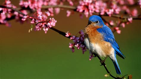 Free download Bluebird Picture Bluebird Desktop Wallpaper Wallpapers [1024x768] for your Desktop ...