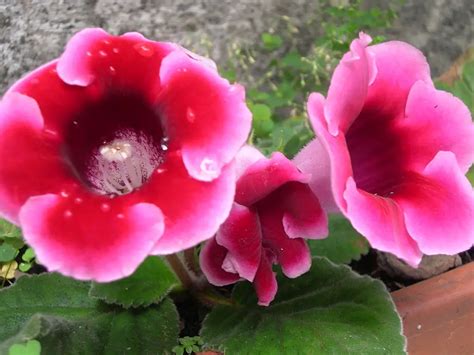 Gloxinia Plant Care: 9 Gloxina Care Growth Hacks