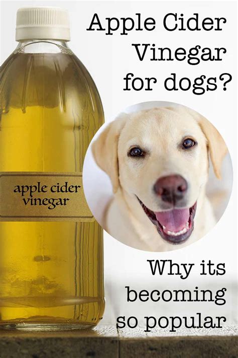 Apple Cider Vinegar For Dogs - Does It Really Work? | Apple cider vinegar, Dog food recipes ...