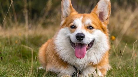 The Ultimate Guide to Corgi Yorkie Mixes: Traits and Care Tips - Dogsintl