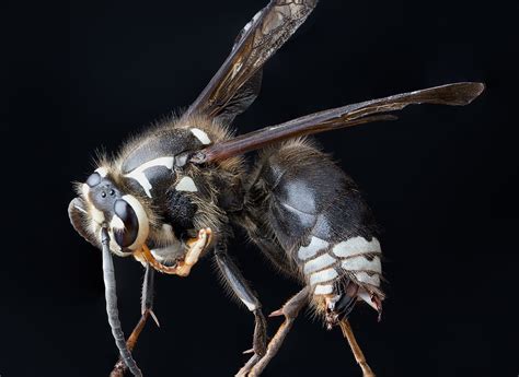 Bald-faced Hornet (NPS National Capital Region Bees and Wasps ...