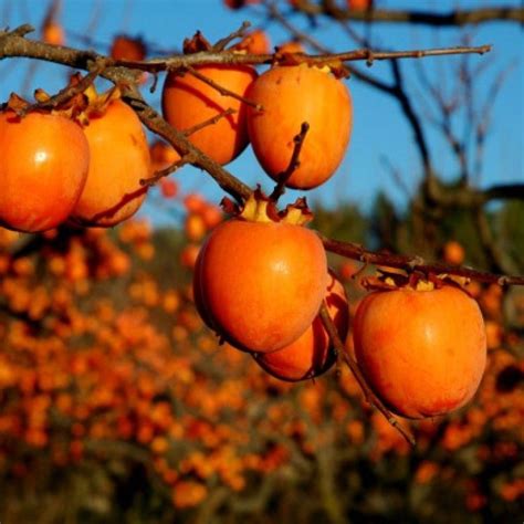 Persimmon Tree (Hachiya) | Restoring Eden