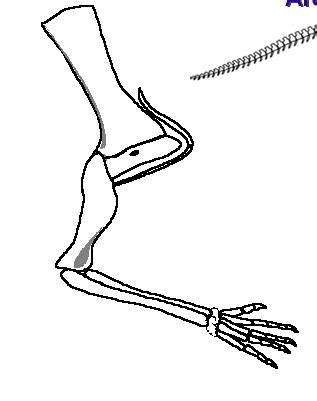 Archosaur Anatomy- Lateral View of Right Forelimb Diagram | Quizlet