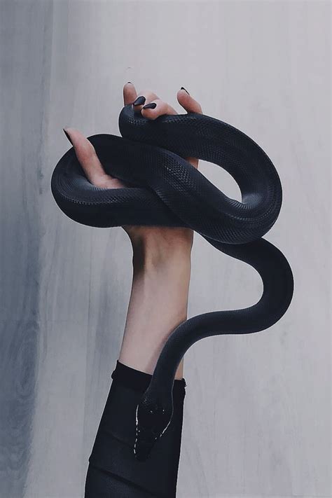 Black Snake